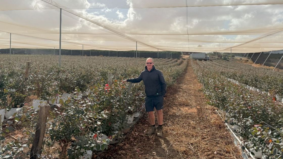 Richie Roberts standing in his blueberry field.