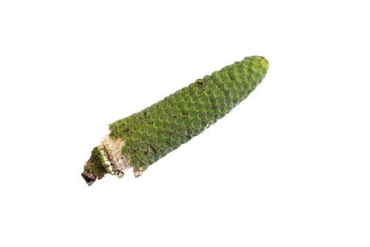 monstera