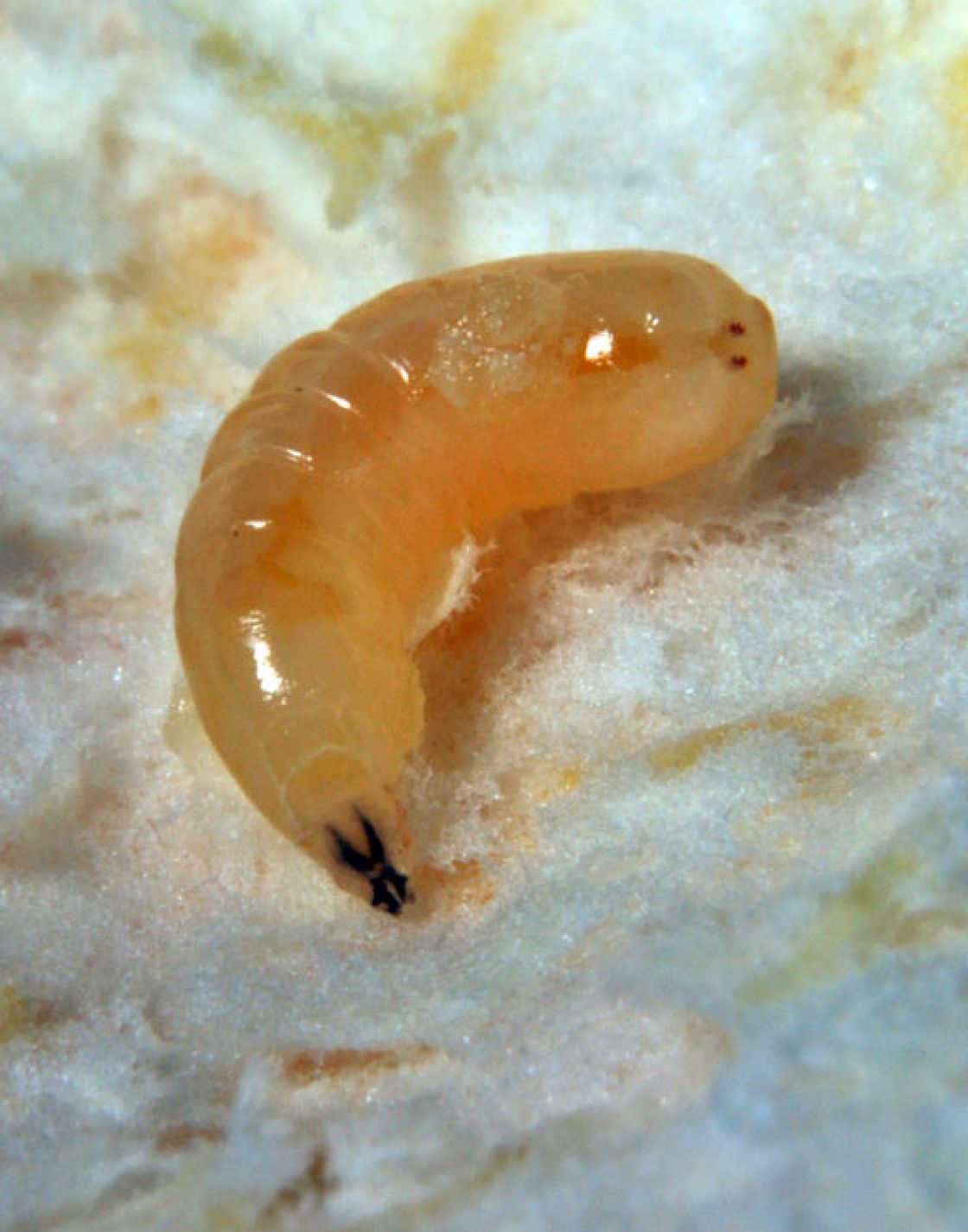 Fly Larvae Identification My XXX Hot Girl