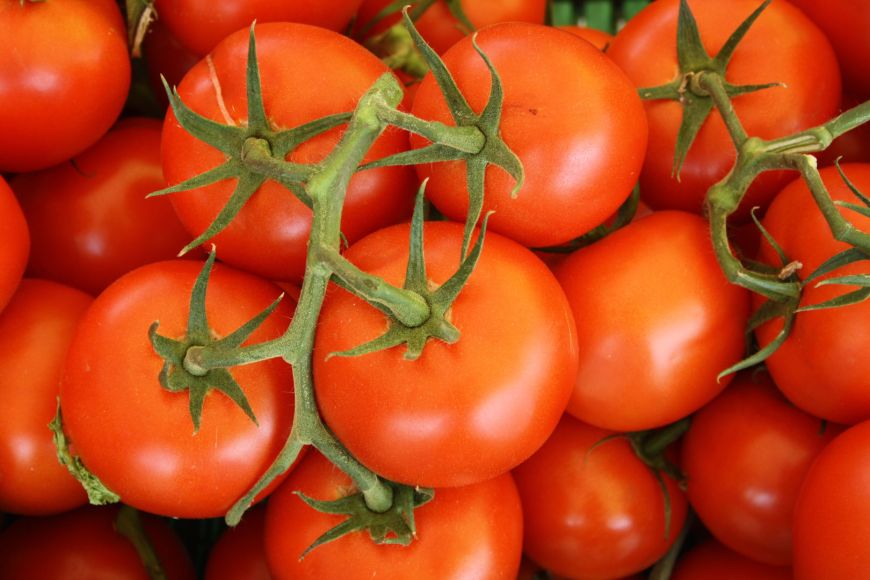 Tomato fruiting vegetable