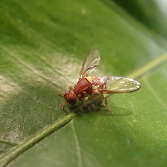 Queensland fruit fly