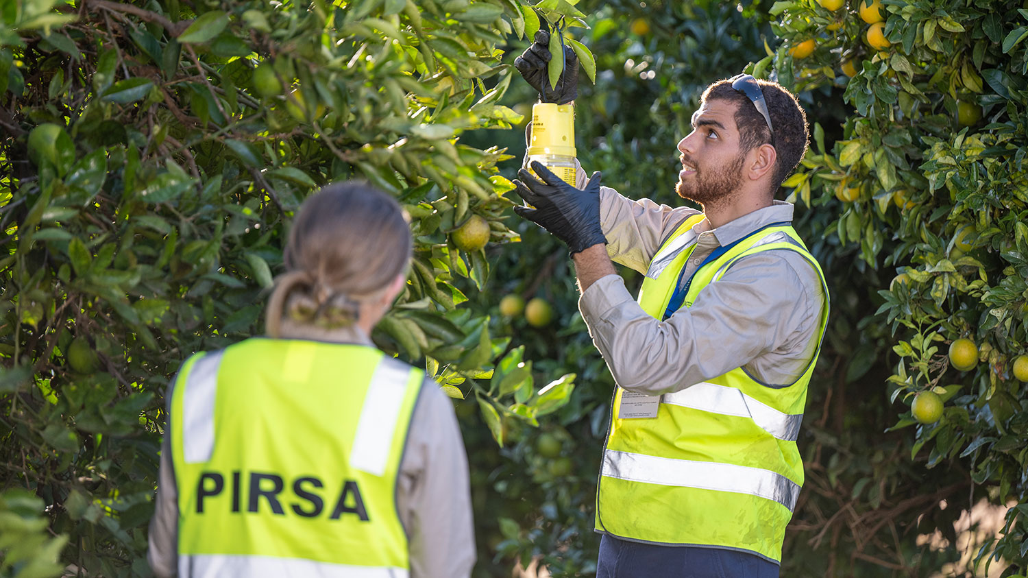 PIRSA's prevention methods