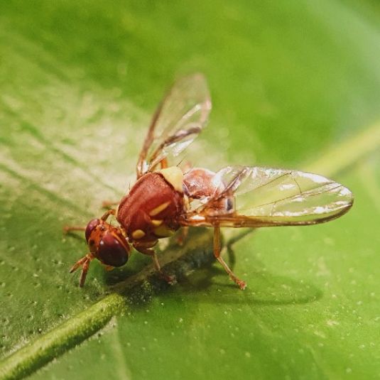 Close-up of a Queensland fruit fly on a leaf