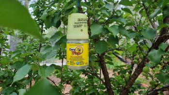Riverland grower self-baiting program