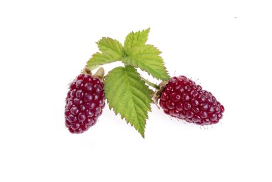 loganberry