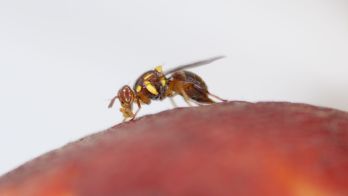 Avoid fruit fly fines during winter travel