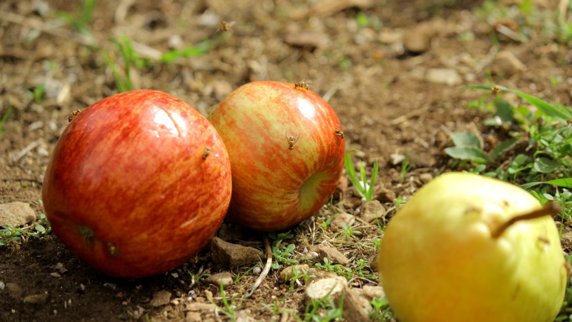 fruit on ground