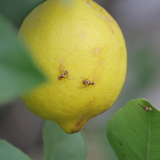 Queensland fruit fly on a lemon 