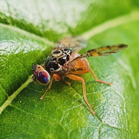 Close-up of a Mediterranean fruit fly on a leaf