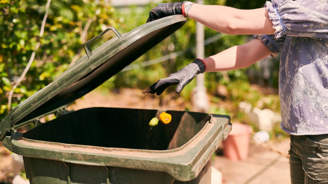 Home composts, a breeding ground for fruit fly