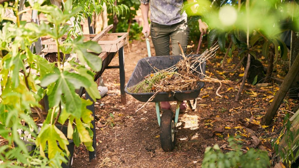 A woman pushing a wheelbarrow containing picked up fruit and plant waste.