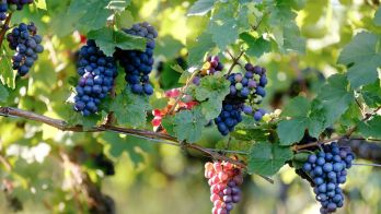 Harvesting