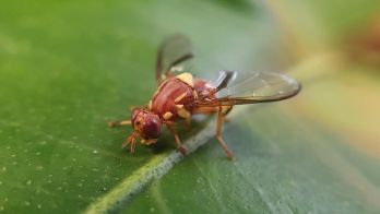 Glynde declared fruit fly free