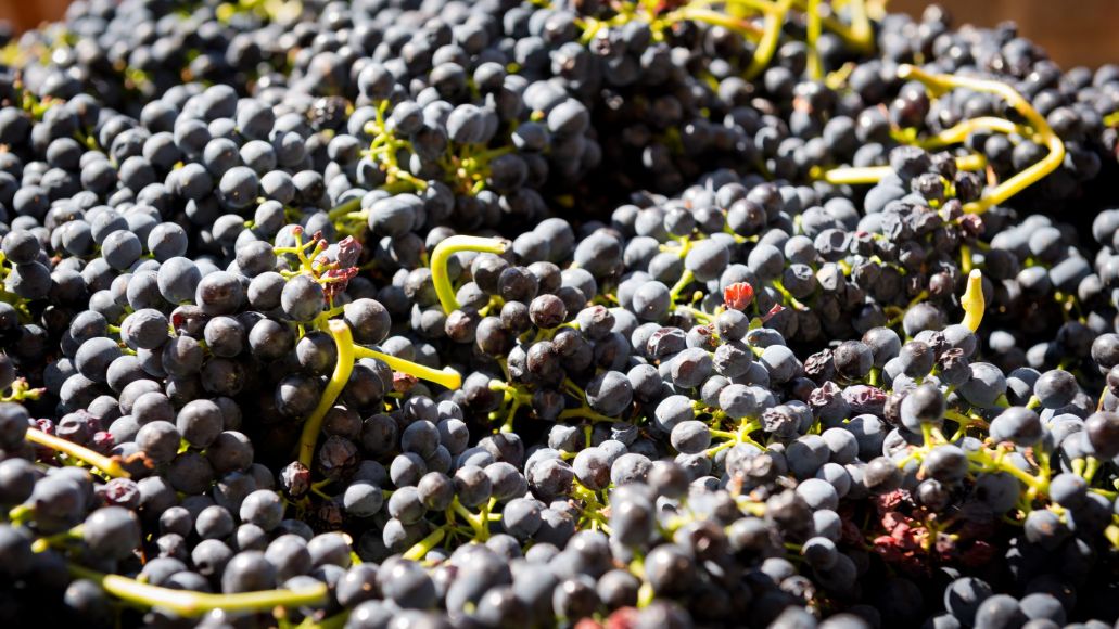 A close up of wine grapes