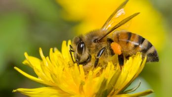 Protecting bees while baiting