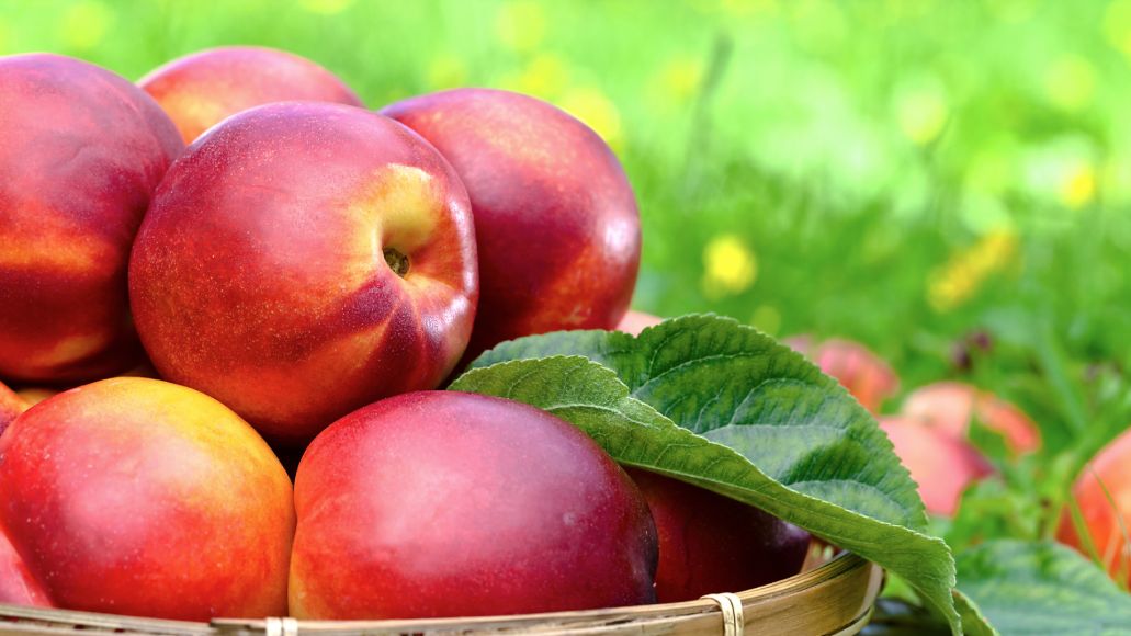 Bowl of nectarines