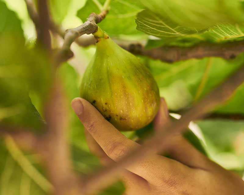 Prevent fruit fly in your garden