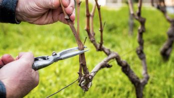 Seasonal advice for growers