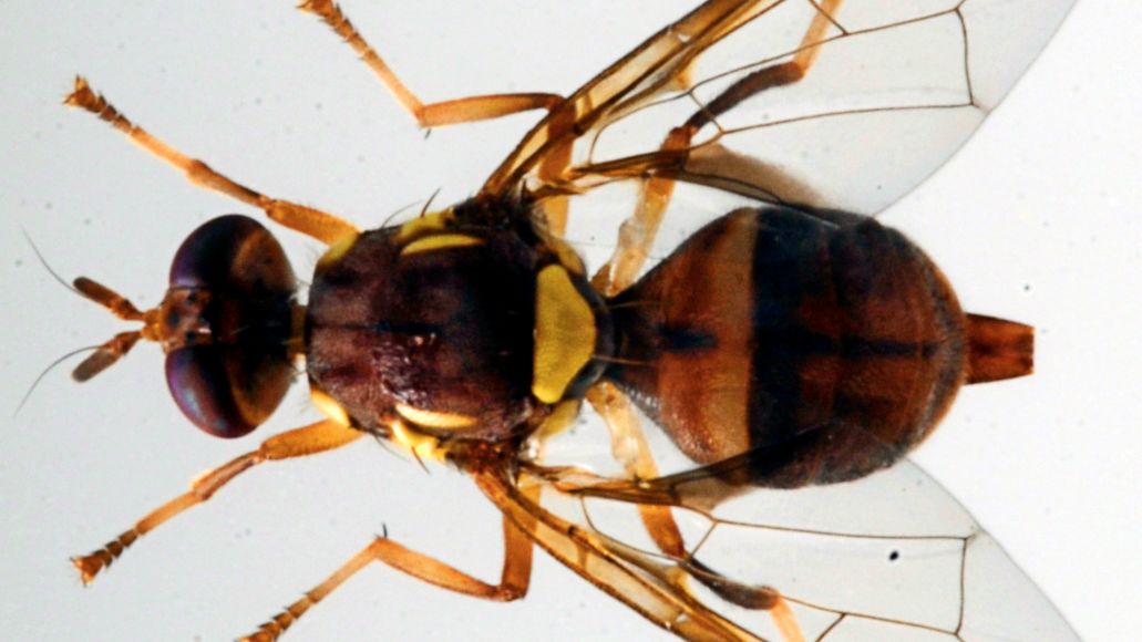 Queensland fruit fly close-up