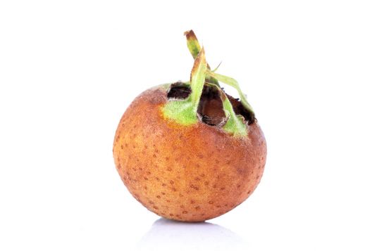 medlar