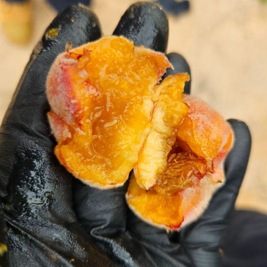 Queensland fruit fly maggots in a peach