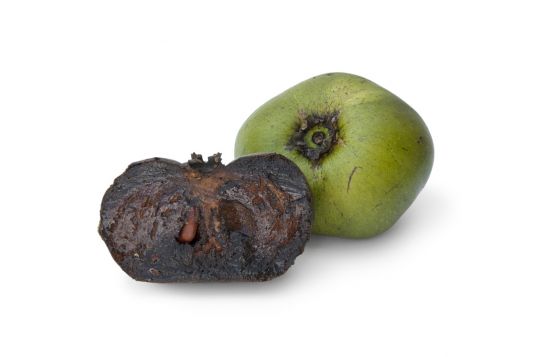 black sapote