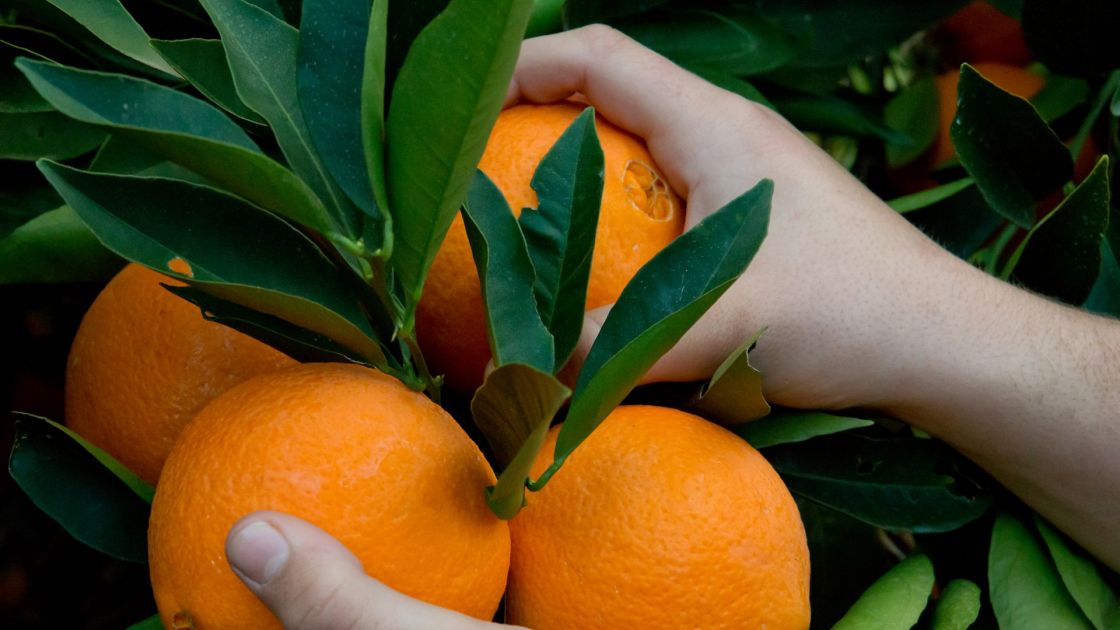 Help protect your citrus from fruit fly this winter