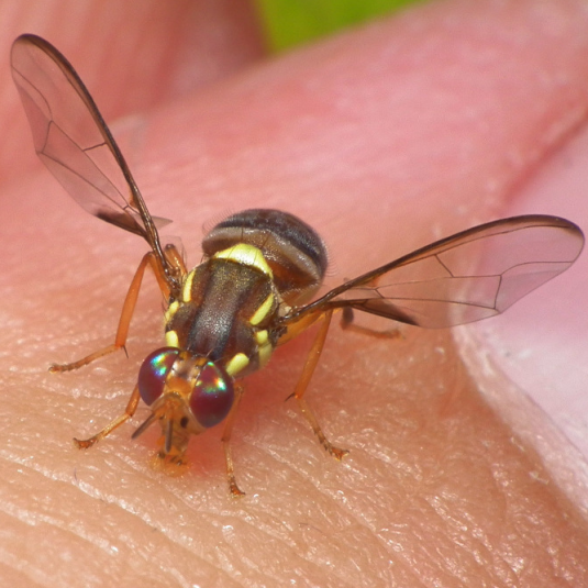 Queensland fruit fly on a finger