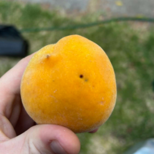 Queensland fruit fly sting mark