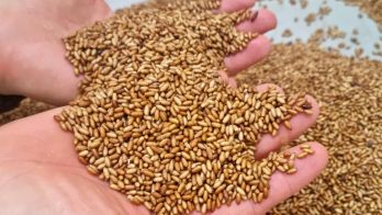 Sterile fruit fly releases ramp up as Riverland response shows progress